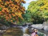 Hoa trang rừng phủ kín suối Tà Má