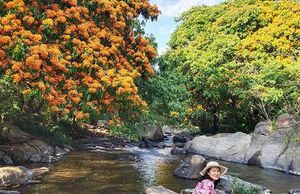 Hoa trang rừng phủ kín suối Tà Má