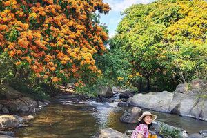 Hoa trang rừng phủ kín suối Tà Má