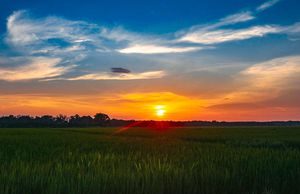 Khung cảnh hoàng hôn bình yên trên ruộng lúa Bình Định