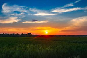 Khung cảnh hoàng hôn bình yên trên ruộng lúa Bình Định