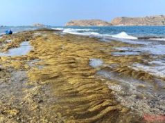 Bức tường bí ẩn dưới đáy biển Quy Nhơn