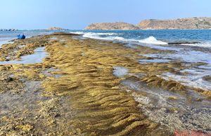 Bức tường bí ẩn dưới đáy biển Quy Nhơn