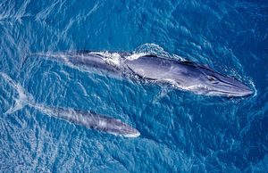 Mẹ con cá voi săn mồi ở vùng biển Đề Gi