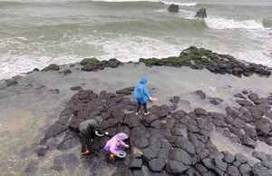 Vào mùa ‘lộc trời’ mọc lên từ đá, người dân đi lấy về bán giá hàng triệu đồng/kg