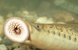 Loại cá có hình dạng đáng sợ nhưng đang được các bà nội trợ săn lùng