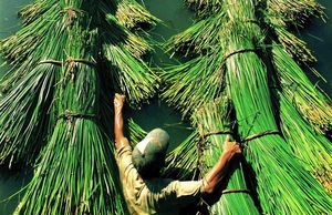 Nghề cắt lác, đan chiếu hơn 100 năm bên đầm Ô Loan