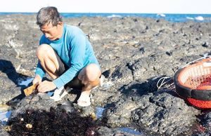 Săn nhum ở gành biển