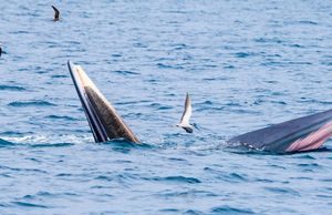 Cá voi liên tục xuất hiện trên biển Bình Định