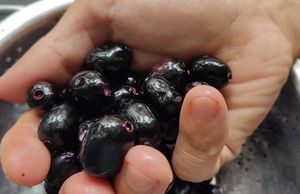 200.000 đồng/kg trâm rừng, muốn mua không dễ