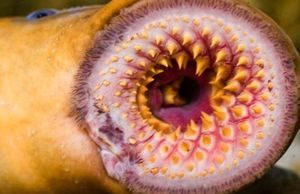 ‘Quái vật biển’ giấu đầu lòi đuôi, quý ông Việt thi nhau săn lùng