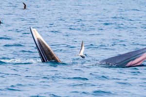 Cá voi liên tục xuất hiện trên biển Bình Định