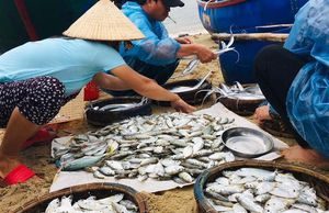 Nhớ bến sông, nhớ những ‘bà rẩu’ bán cá siêu liều ở quê