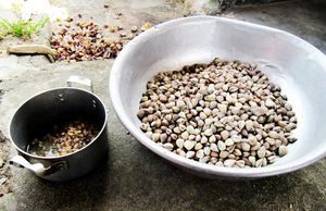 Nhớ mùa mắm sút cuối năm