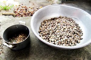 thumnail-822 Nhớ mùa mắm sút cuối năm