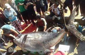 Bắt con cá ngừ siêu to, nuôi cặp bò khổng lồ: Trúng đậm đầu xuân