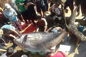 thumnail-824 Bắt con cá ngừ siêu to, nuôi cặp bò khổng lồ: Trúng đậm đầu xuân