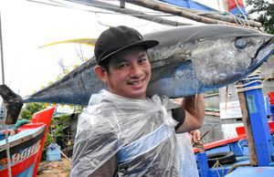 Ngư dân Bình Định trúng đậm với cá ngừ đại dương