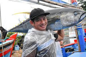 thumnail-827 Ngư dân Bình Định trúng đậm với cá ngừ đại dương