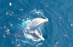 Khoảnh khắc cá voi khổng lồ nhảy lên đớp mồi vô cùng đẹp mắt tại Đề Gi – Bình Định