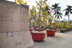 thumnail-848 Đào, mai, quất treo bảng bán tháo đồng giá ngày cận Tết