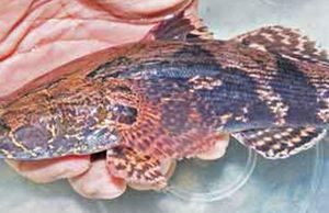 Săn con cá bống nặng 5kg, đặc sản hiếm ăn Tết