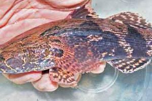 Săn con cá bống nặng 5kg, đặc sản hiếm ăn Tết