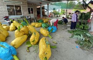 Chuối Tết ở Khánh Hòa khan hàng, tăng giá