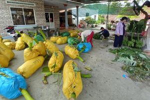 thumnail-854 Chuối Tết ở Khánh Hòa khan hàng, tăng giá