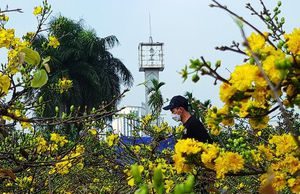 Mê mẩn mai vàng Bình Định khoe sắc rực rỡ ở chợ hoa Tết Hà Nội