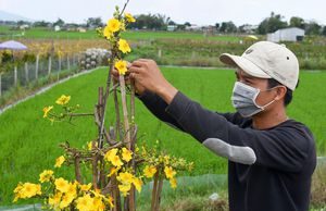 Nhà vườn Bình Định thất thu tiền tỷ vì hoa mai bung nở sớm
