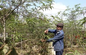 Các làng nghề truyền thống Nghệ An hối hả vào vụ Tết