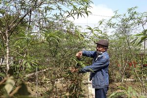 Các làng nghề truyền thống Nghệ An hối hả vào vụ Tết