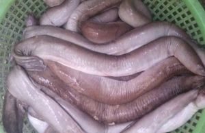 Loài cá đặc sản ở Việt Nam xưa giá rẻ bèo nay lên tới 400.000 đồng/kg