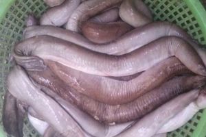 thumnail-880 Loài cá đặc sản ở Việt Nam xưa giá rẻ bèo nay lên tới 400.000 đồng/kg