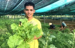 Phân gà, món ‘khoái khẩu’ của rau hữu cơ