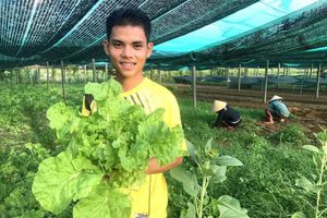 Phân gà, món 'khoái khẩu' của rau hữu cơ