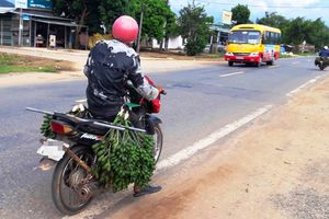 thumnail-891 Cau non tăng giá, bán tạ cau được chỉ vàng, Trung Quốc mua về làm kẹo cau