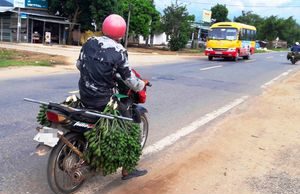 Cau non tăng giá, bán tạ cau được chỉ vàng, Trung Quốc mua về làm kẹo cau