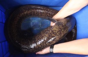 Loài cá đặc sản ‘linh dược’ của đàn ông, người nước ngoài săn lùng