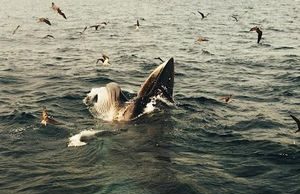 Cá voi xanh hiếm gặp lại xuất hiện ở Đề Gi – Bình Định, du khách kéo đến ngắm nhìn