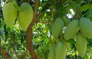 6 loại xoài vừa ngon vừa bổ nhất của Việt Nam