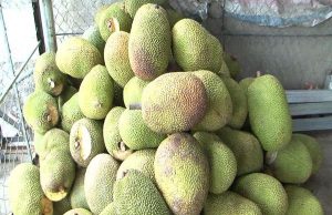 Một tháng 5 lần giảm giá, mít Thái chất đống rẻ chưa từng có