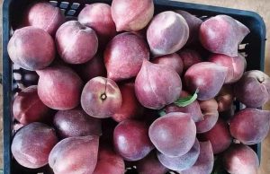 Đào đỏ hàng Tàu, xoài mút Trung Quốc, người Việt chuộng mua