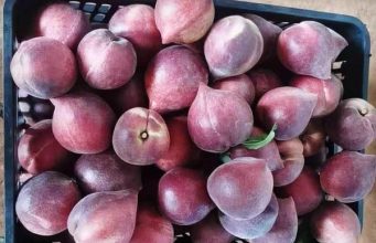 Đào đỏ hàng Tàu, xoài mút Trung Quốc, người Việt chuộng mua