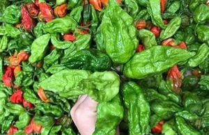 Ớt ‘trung đoàn’ đặc sản giá đắt, thương lái tranh mua từng cân