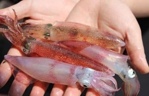 Cua Cà Mau tăng giá kỷ lục, mực nhảy tiền triệu vẫn đắt hàng