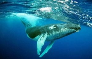 Cá voi xanh liên tục xuất hiện tại vùng biển Đề Gi, Bình Định