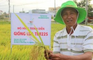Giống lúa TBR225 liên tiếp cho năng suất cao trên xứ đồng ở Khánh Hòa