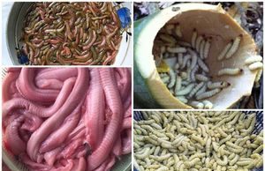 4 loài ‘ngoe nguẩy’ nhìn chết khiếp lên mâm thành đặc sản ‘hốt tiền’